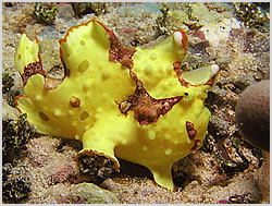 Clown Frogfish